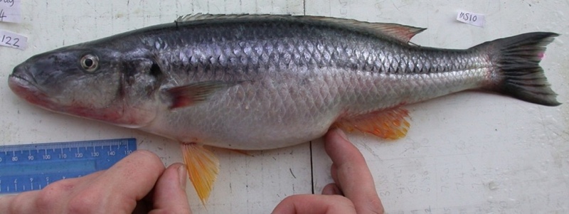Rhamphochromis esox